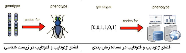 نمونه ژنوتایپ و فنوتایپ متناظر با هم